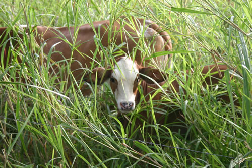 Il y a aussi quelques vaches sur les Galapagos!